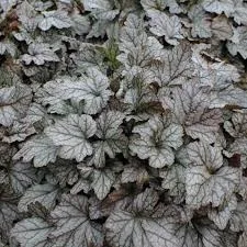 HEUCHERELLA 'QUICKSILVER' / Heuchérelle