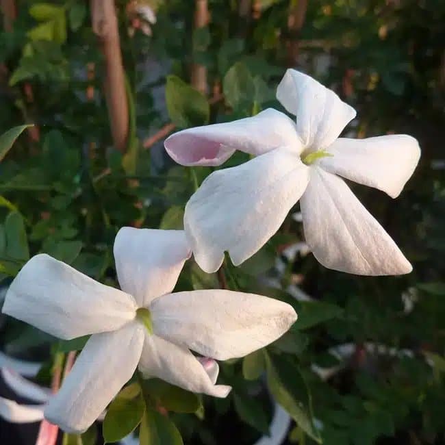 Jasmin de Grasse - jasminum grandiflorum - Photo 2