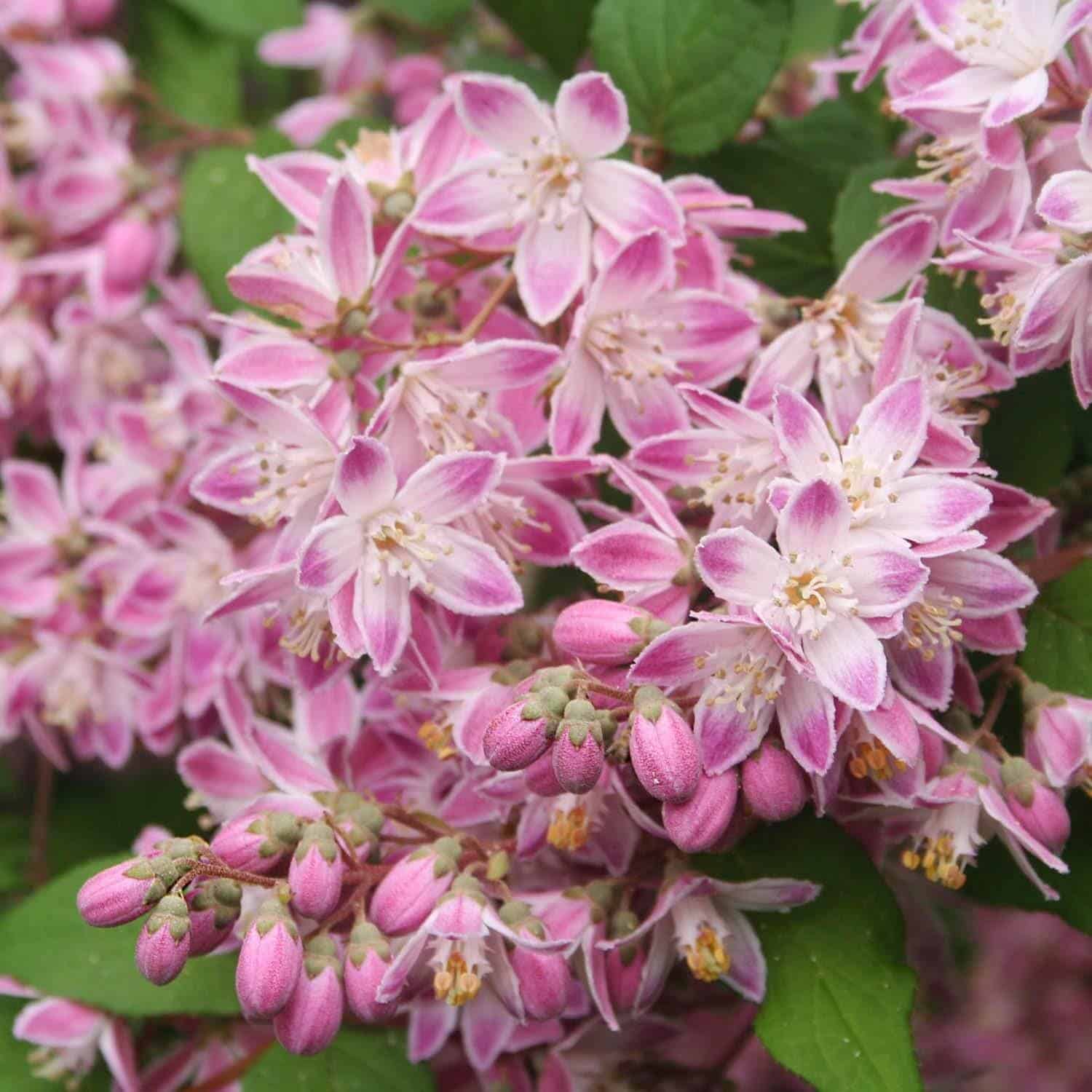 Deutzia X hybrida ‘Perle Rose’ / Deutzia 'Perle Rose' - Photo 2