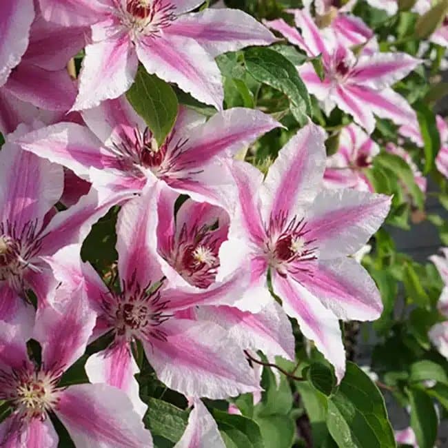 CLEMATIS 'Bees Jubilee' - Clématite 'Bees Jubilee' - Photo 1