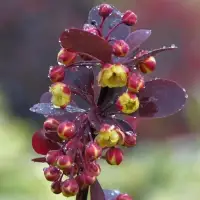 BERBERIS X ottawensis ‘Superba’ / Épine-vinette 'Superba' - Photo 2