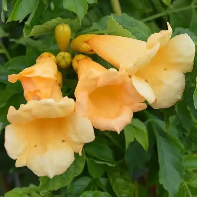 BIGNONE 'Flava' (Yellow Trumpet) - campsis radicans