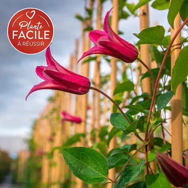 Clématite 'Princess Diana' - clematis texensis - Photo 1