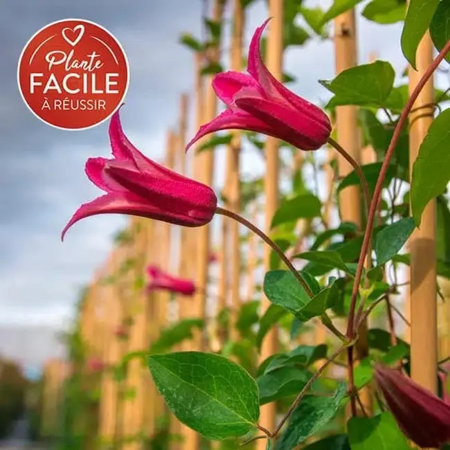 Clématite 'Princess Diana' - clematis texensis