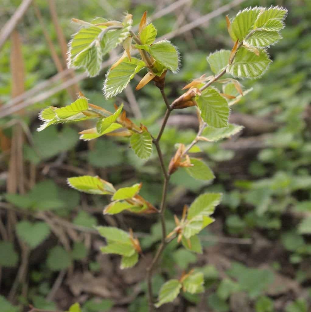 FAGUS sylvatica / Hêtre commun - Photo 3