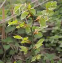 FAGUS sylvatica / Hêtre commun - Photo 3
