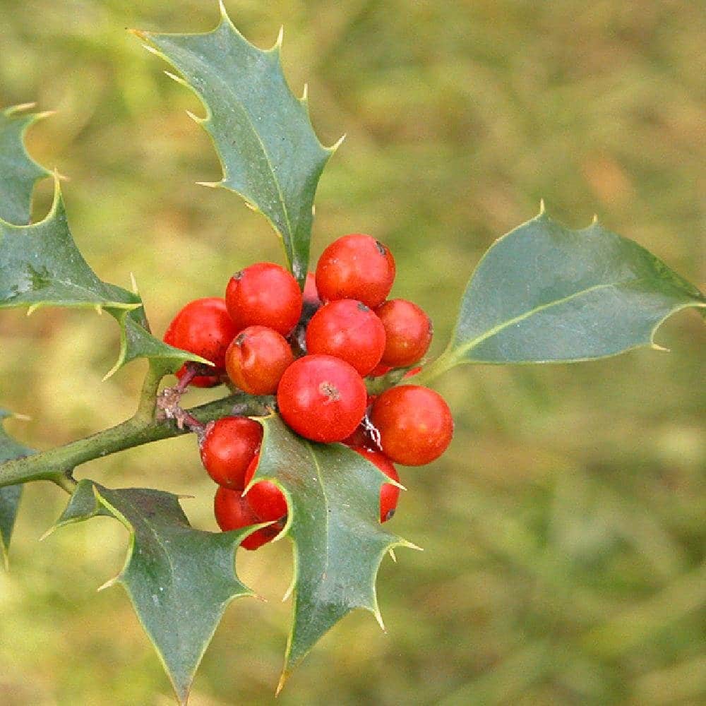 ILEX aquifolium / Houx commun - Photo 3