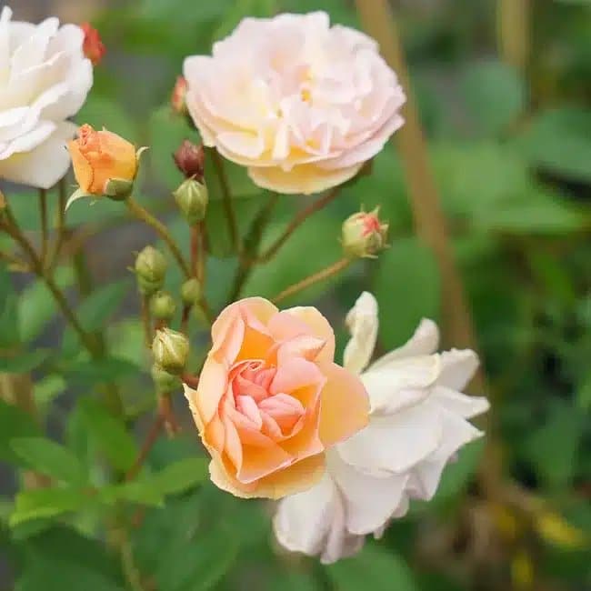 Rosier ancien 'Ghislaine de Féligonde' - rosa - Photo 4