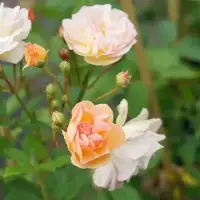 Rosier ancien 'Ghislaine de Féligonde' - rosa - Photo 4