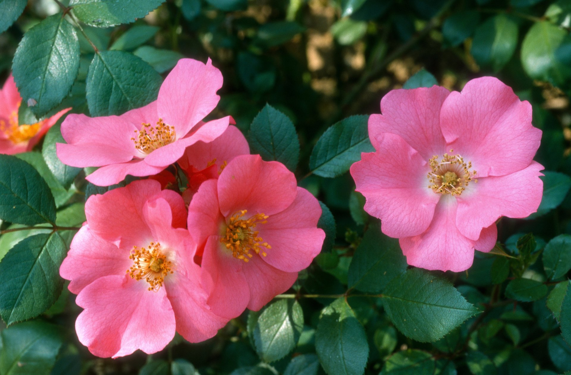 ROSIER buisson 'Douceur Normande' / Rosier buisson 'Douceur Normande' à fleurs groupées - Photo 1
