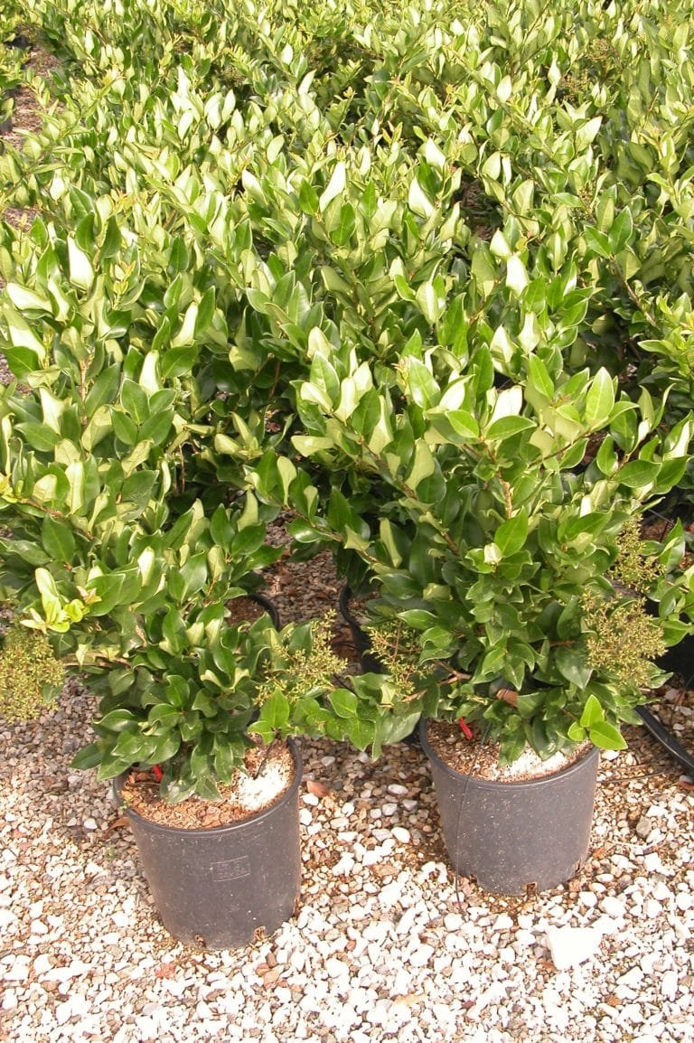 LIGUSTRUM japonicum texanum / Troène du Texas - Photo 3