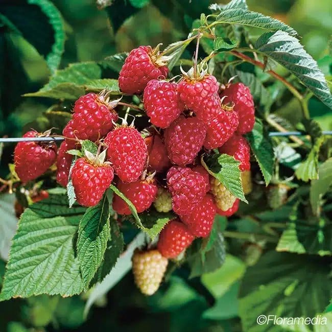 Framboisier 'Meeker' - rubus idaeus - Photo 1