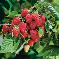 Framboisier 'Meeker' - rubus idaeus - Photo 1