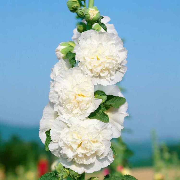 ALCEA ROS. 'CHATER'S DOUBLE WHITE' / Rose-trémière - Photo 2