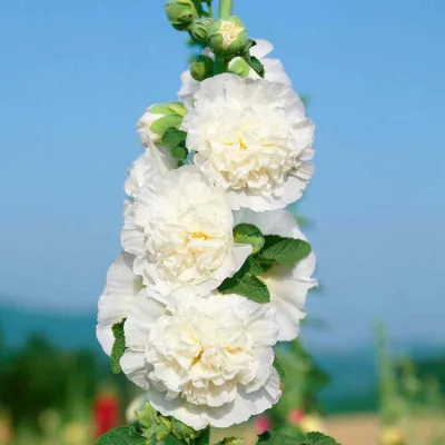ALCEA ROS. 'CHATER'S DOUBLE WHITE' / Rose-trémière - Photo 2