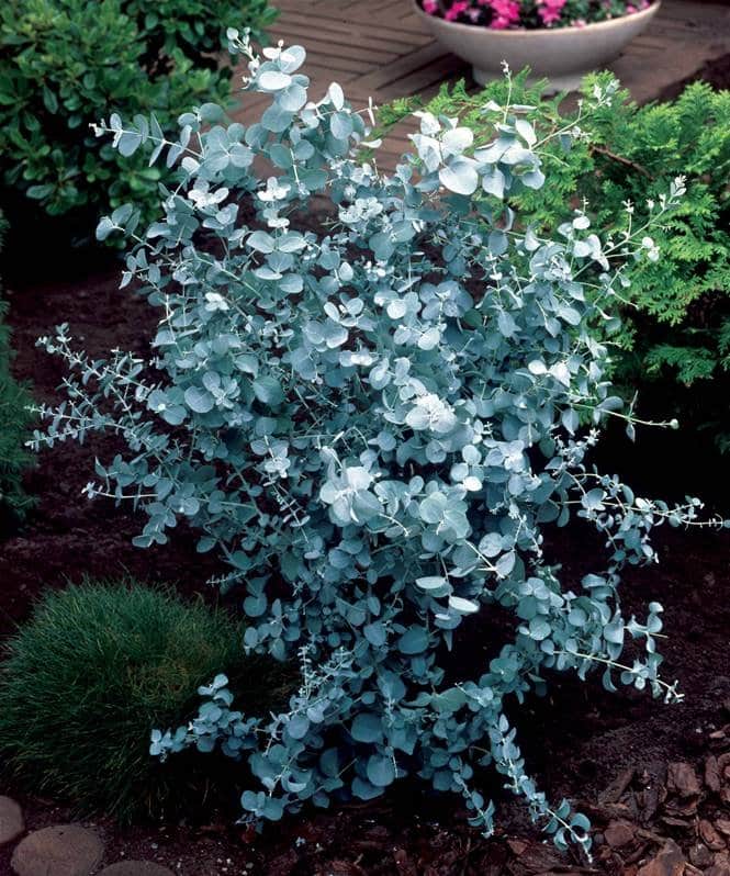 EUCALYPTUS gunnii / Gommier cidre - Photo 2