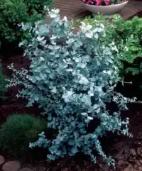 EUCALYPTUS gunnii / Gommier cidre - Photo 2