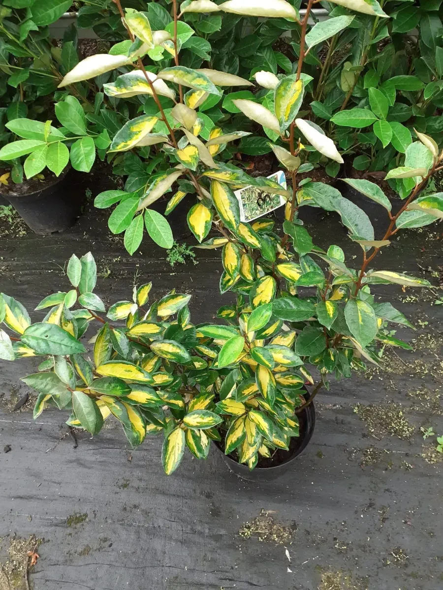 ELAEAGNUS x ebbingeii ‘Limelight’ / Chalef 'Limelight' - Photo 3