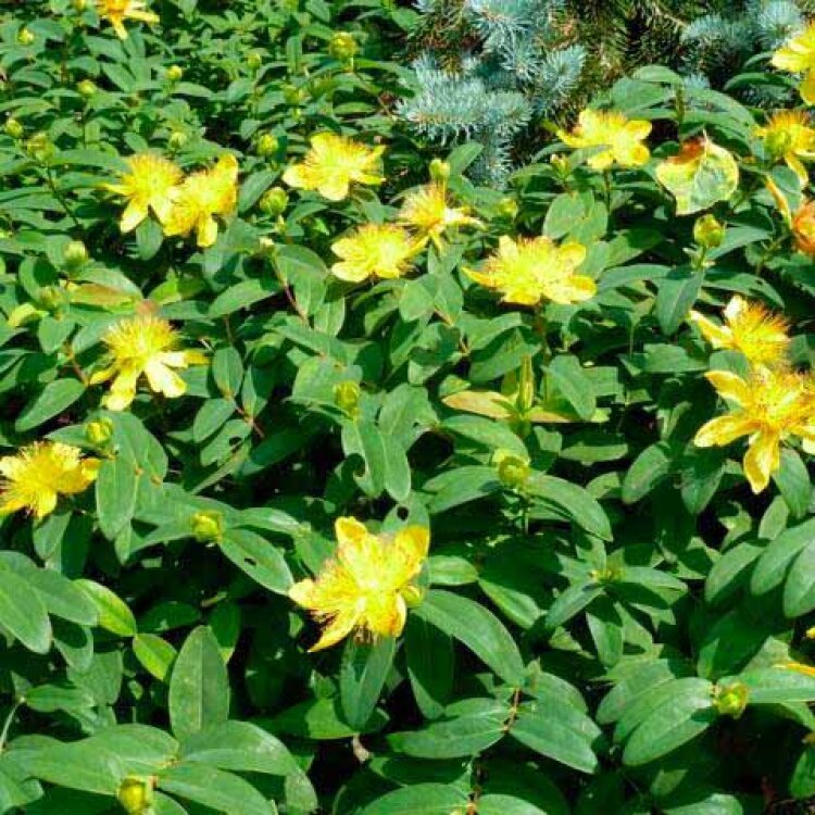 HYPERICUM calycinum / Millepertuis à grandes fleurs - Photo 1