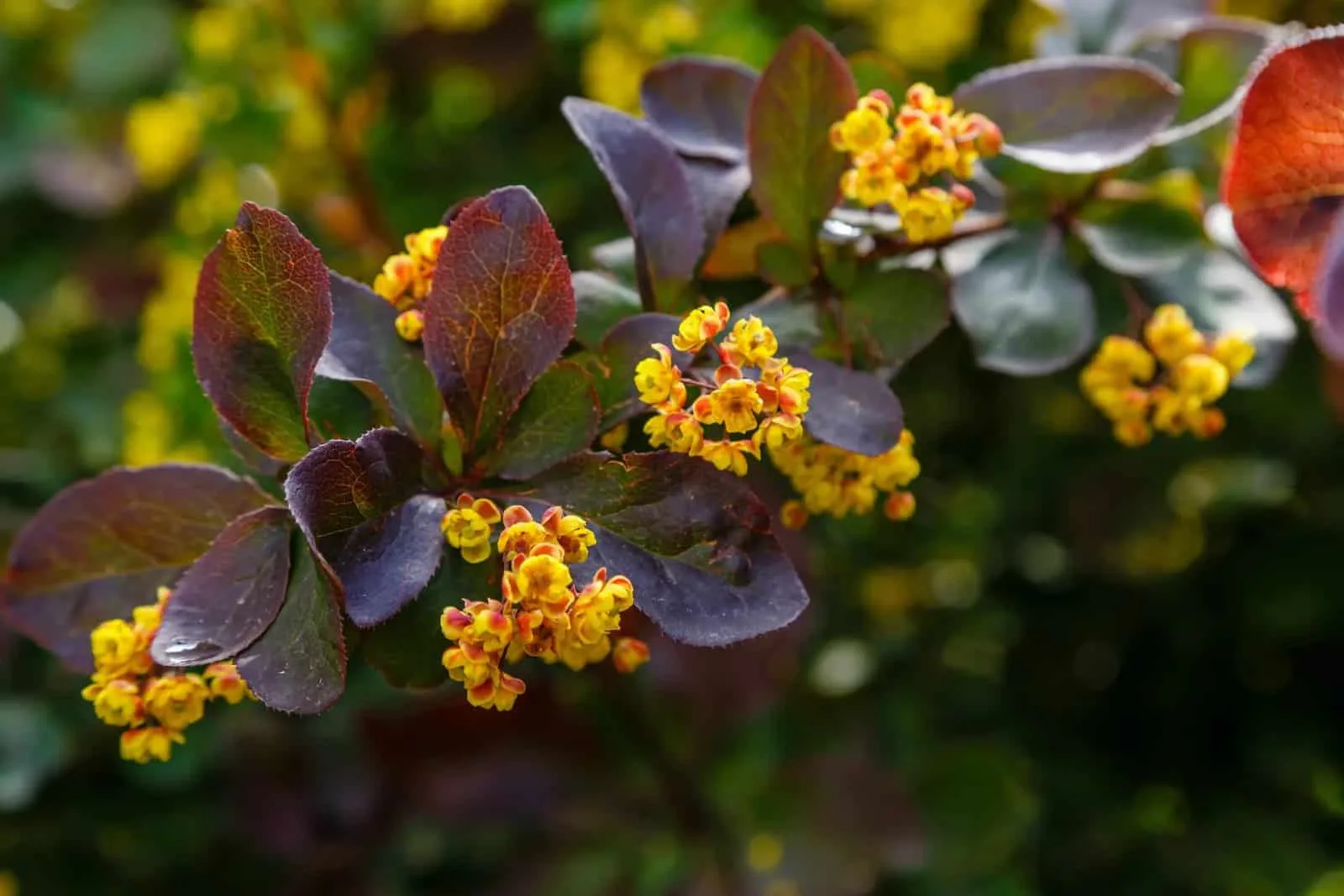 BERBERIS X ottawensis ‘Superba’ / Épine-vinette 'Superba'