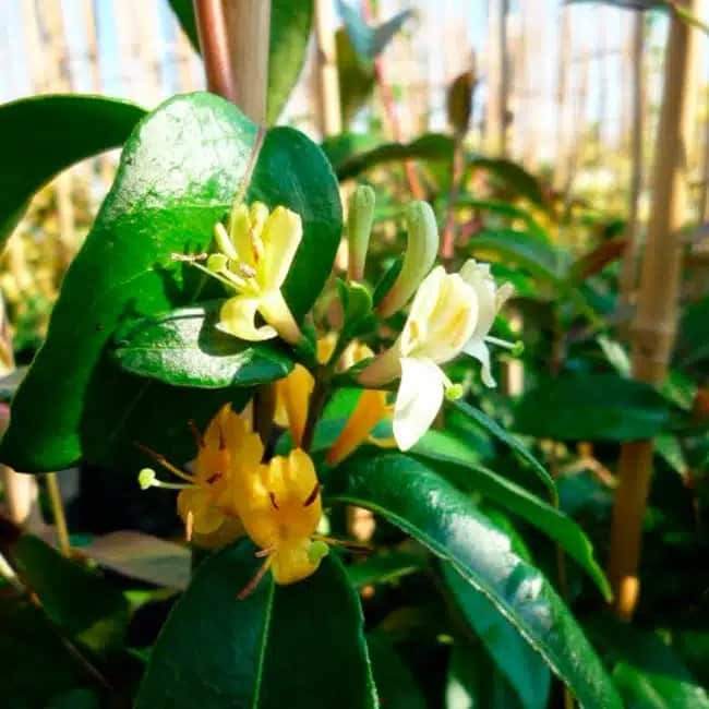 LONICERA henryi 'Copper beauty®' - Chèvrefeuille Henry 'Copper Beauty®' - Photo 3