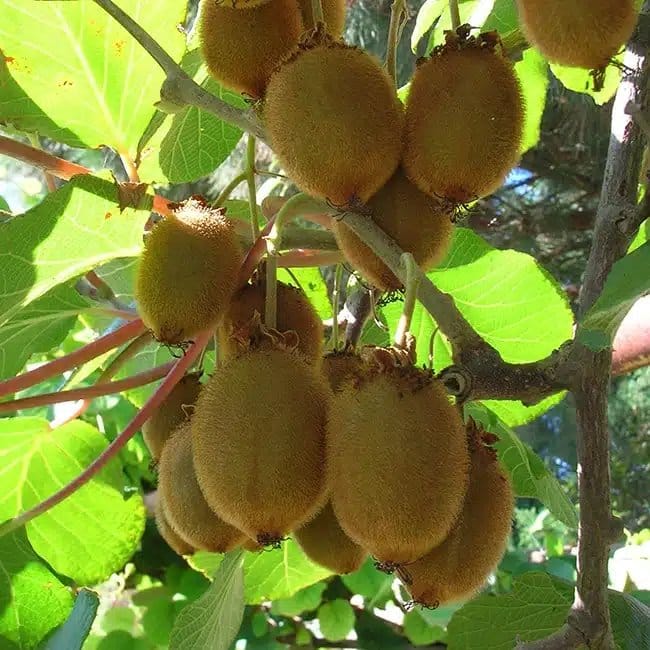 Kiwi femelle 'Moncap' - actinidia - Photo 1
