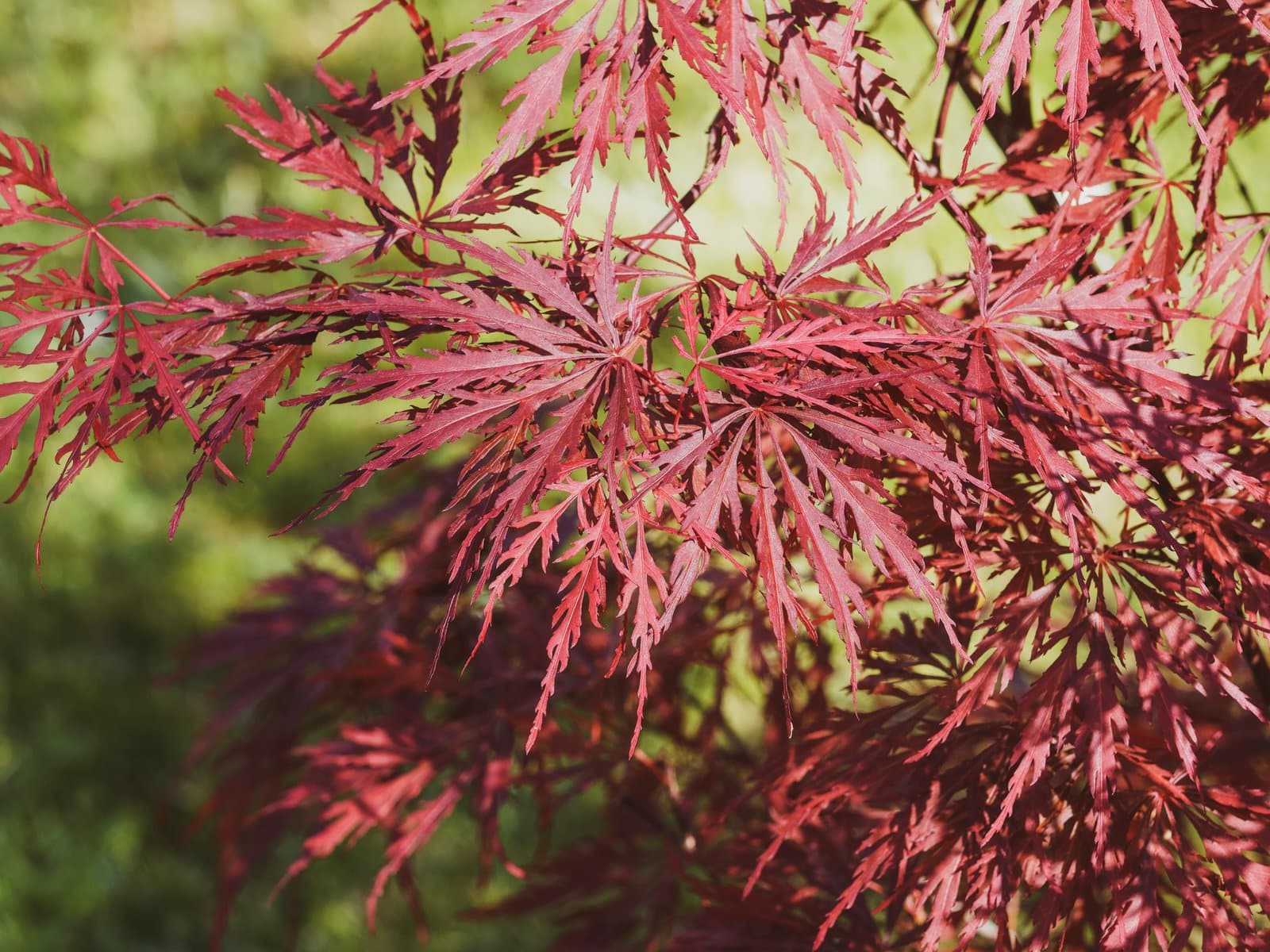 ACER palmatum Dissectum Garnet / Érable du Japon à feuilles découpées - Photo 1
