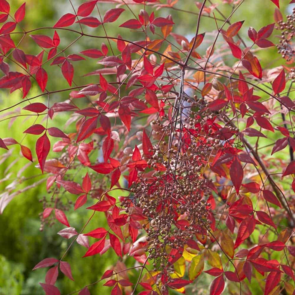 NANDINA domestica / Bambou sacré - Photo 3