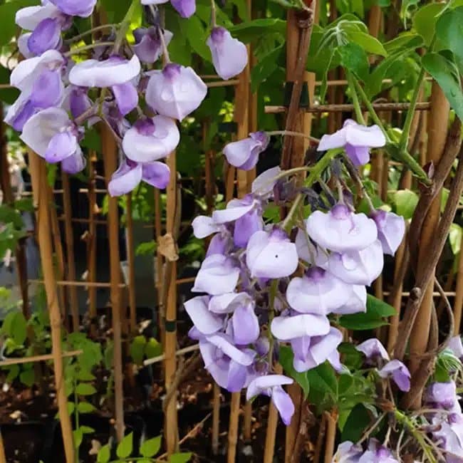 Glycine gracieuse ‘Okayama’ - wisteria venusta - wisteria brachybotrys - Photo 2
