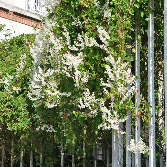 Renouée d'Aubert - polygonum aubertii - Photo 3