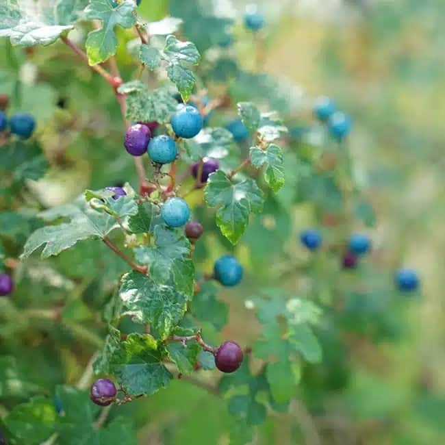 Vigne vierge 'Elegans' - ampelopsis - Photo 3