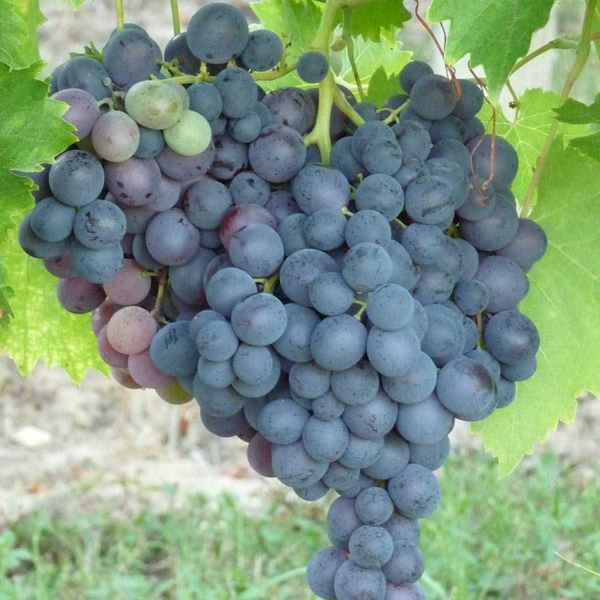 Vigne Muscat Hambourg / Vitis vinifera - Photo 2
