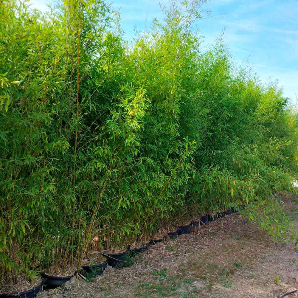 Phyllostachys aurea / Bambou doré - Photo 2