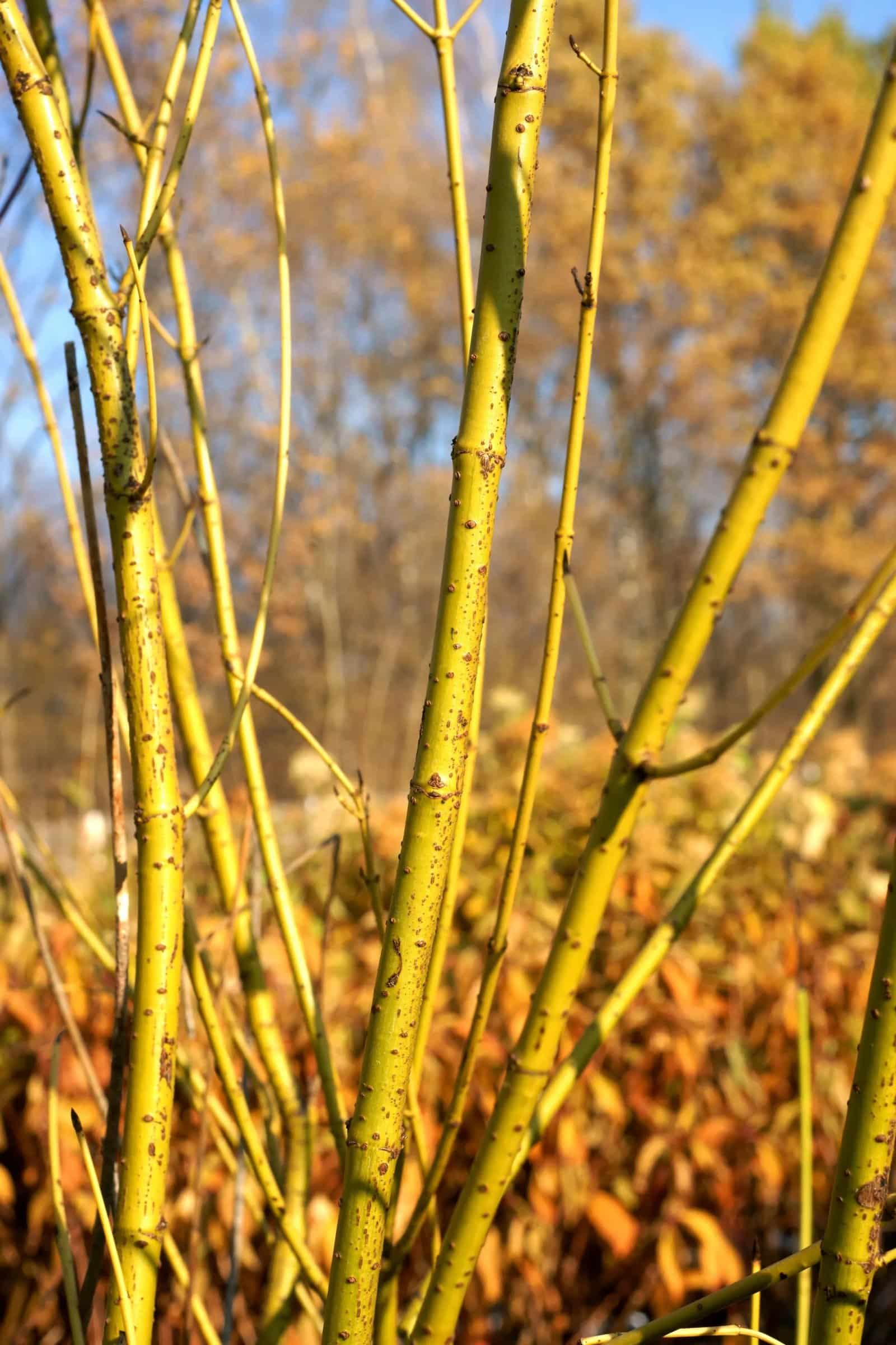 Cornus stolonifera 'Flaviramea' / Cornouiller stolonifère 'Flaviramea' - Photo 1
