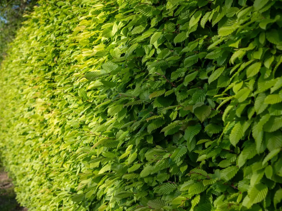 CARPINUS betulus / Charme commun - Photo 1