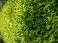 CARPINUS betulus / Charme commun - Photo 1