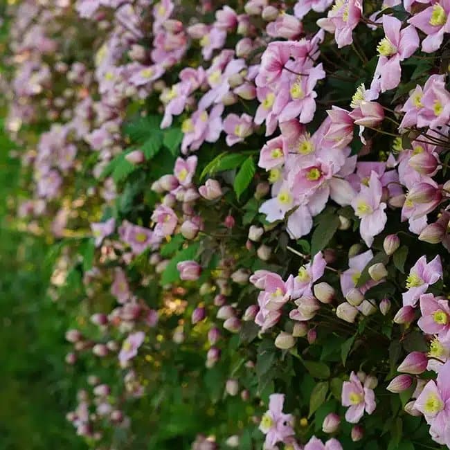 Clématite 'Mayleen' - clematis montana - Photo 3