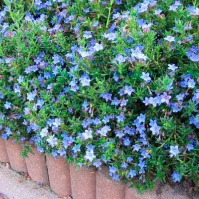 LITHODORA diffusa 'HEAVENLY BLUE' / Grémil 'Heavenly Blue' - Photo 2