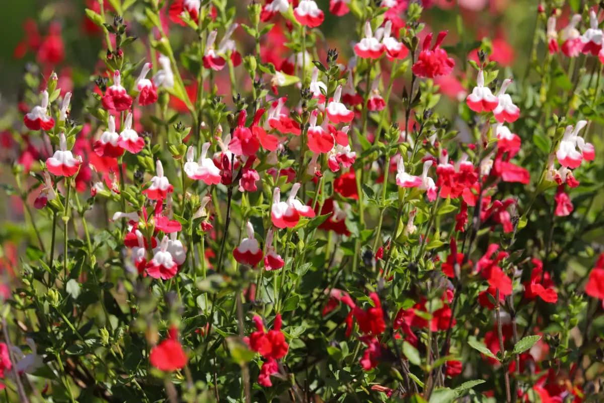 SALVIA microphylla 'Hot Lips' / Sauge de Graham - Photo 1
