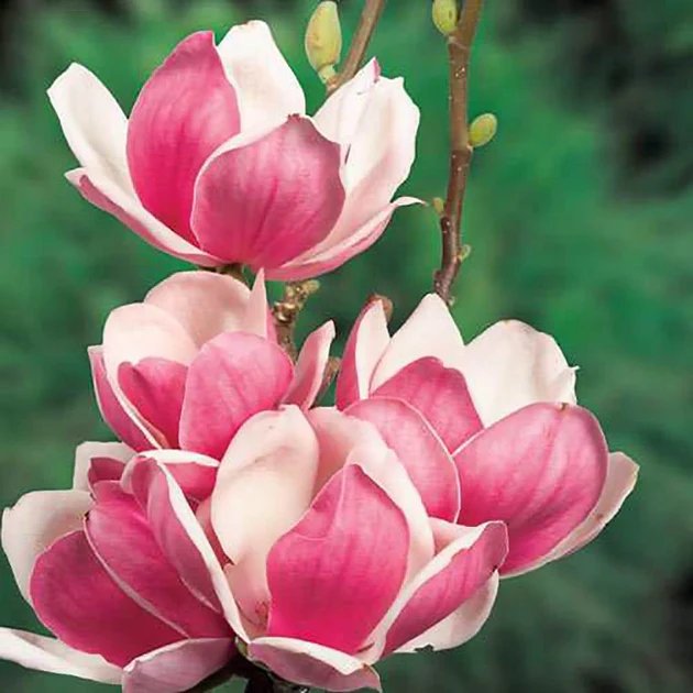 MAGNOLIA SOULANGEANA 'SATISFACTION' / Magnolia de Soulange - Photo 1