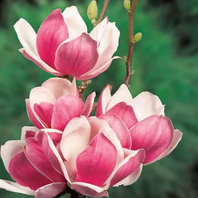 MAGNOLIA SOULANGEANA 'SATISFACTION' / Magnolia de Soulange - Photo 1