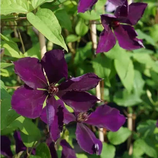 CLEMATIS 'Gipsy Queen' - Clématite 'Gipsy Queen' - Photo 3