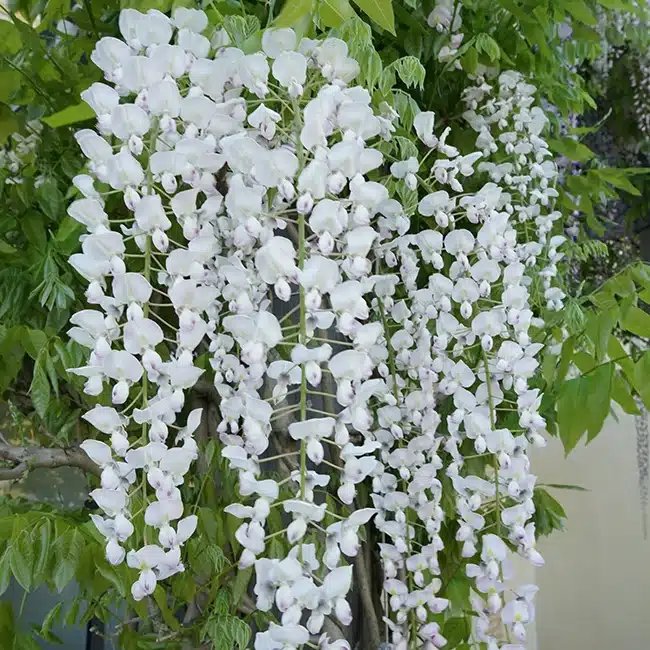 Glycine du Japon 'Alba' - wisteria floribunda - Photo 1