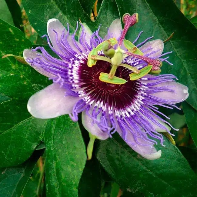 Passiflore 'Purple Haze' - passiflora - Fleur de la passion - Photo 3