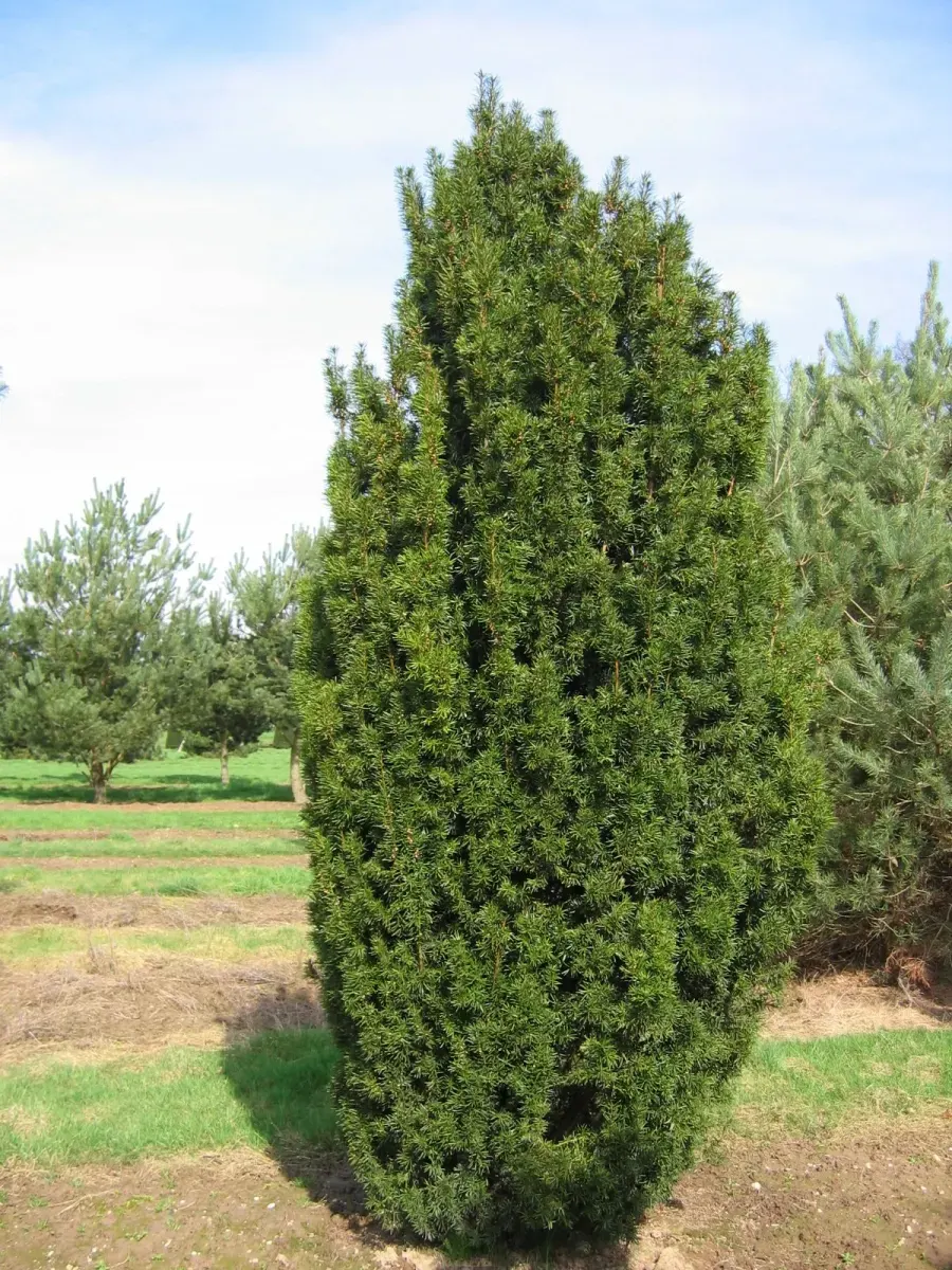 TAXUS baccata ‘Fastigiata’ / If d'Irlande - Photo 3