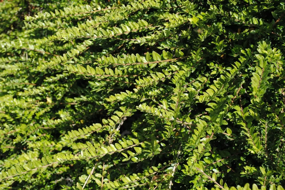 LONICERA nitida ‘Maïgrun’ / Chèvrefeuille à feuilles de buis 'Maigruen' - Photo 2