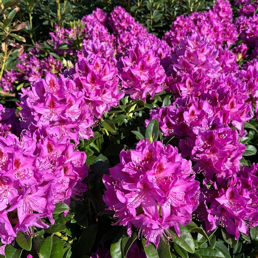 RHODODENDRON 'ANAH KRUSCHKE' / Rhododendron 'Anah Kruschke' - Photo 1