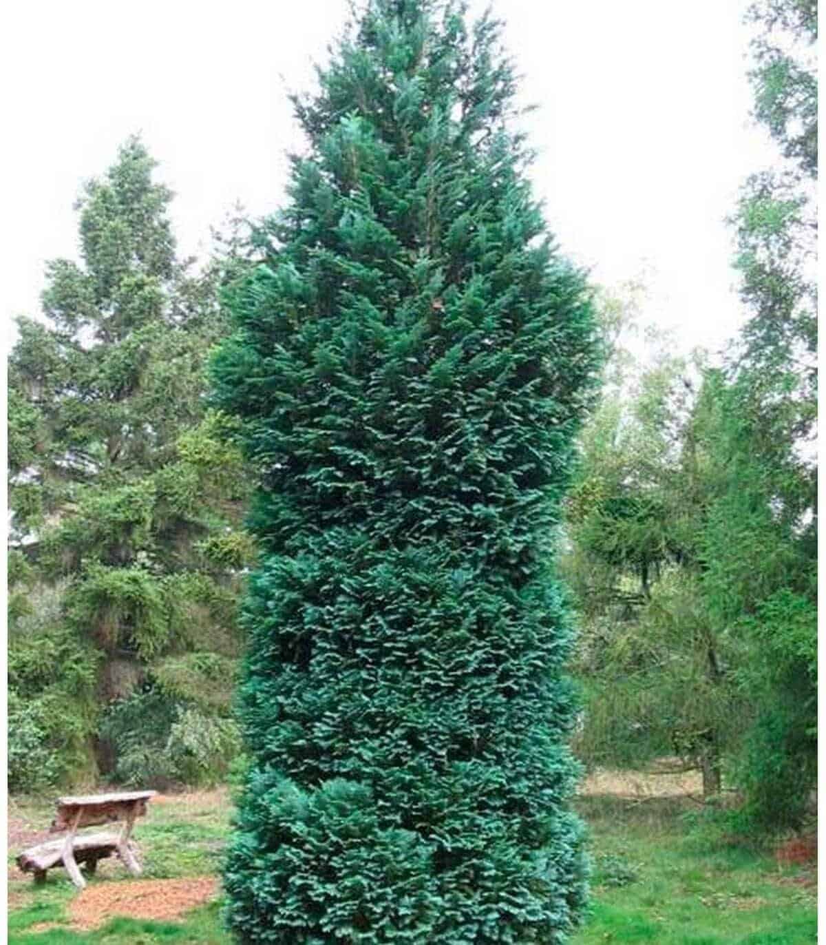 CHAMAECYPARIS lawsoniana ‘Columnaris’ / Cyprès de Lawson 'Columnaris' - Photo 2