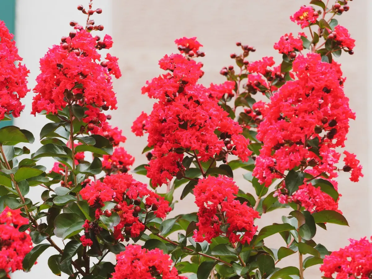 LAGERSTROEMIA indica 'Rouge' / Lilas des Indes 'Rouge' - Photo 1