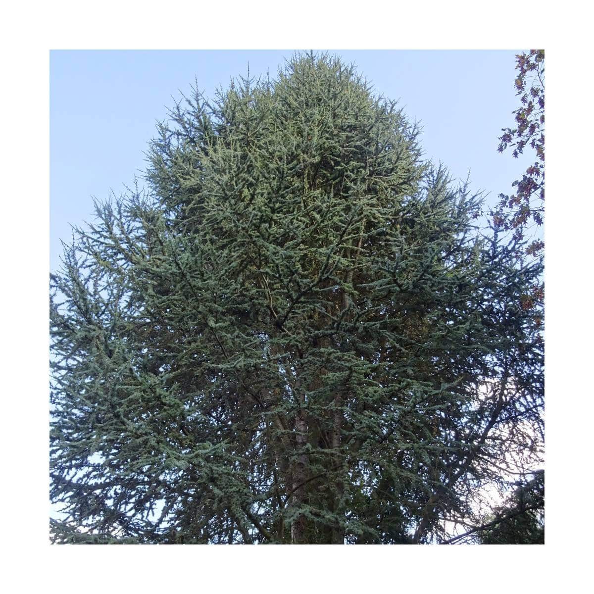 CEDRUS libani atlantica 'Fastigiata' / Cèdre de l'Atlas fastigié - Photo 3